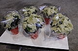 masters_181125_259.jpg masters_181125_259.jpg
